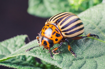 Colorado potato beetle eats potato leaves, close-up