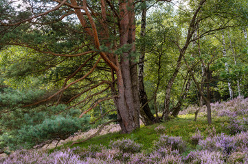 Kiefern, Birken, und blühende Heide im Naturschutzgebiet Fischbeker Heide bei Tag.