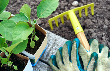 Seedlings of a cabbage in the paper pots, protective gloves and a little rake on wooden boards on...