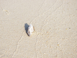 砂浜の白いヤドカリ
