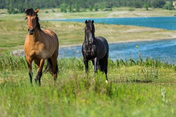 Black and Bay Horses on a Pasture