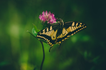 beautiful butterfly on a flower.
