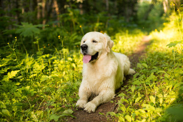 Portrait of white dog breed golden retriever lying in the forest at sunset