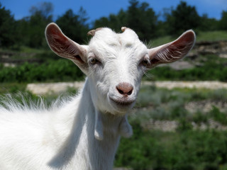 A little white goat grazing in a summer mountain meadow. Portrait of the kid goat on a pasture