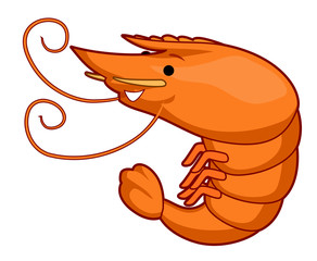 Shrimp Illustration