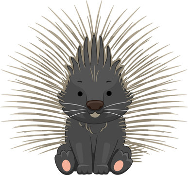 25 Porcupine Quills High Res Illustrations - Getty Images