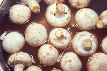 mushrooms in the water