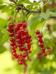 red currant in the garden. 