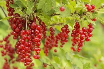 red currant in the garden. 