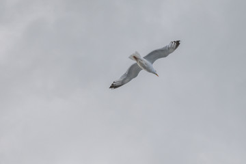 Möwe im Flug