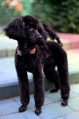 playful black poodle