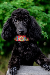 muzzle of a black young poodle