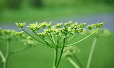Angelica plan.