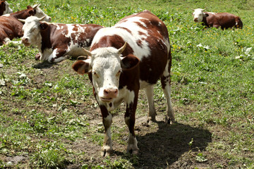 Naklejka na ściany i meble cows rest on a meadow on Italian Alps