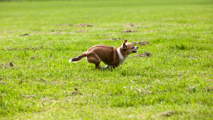 Obraz na płótnie Canvas Chihuahua running across the grass in a park