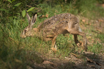 Hare in the woods wildlife wild animals 