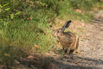 Hare in the woods wildlife wild animals 