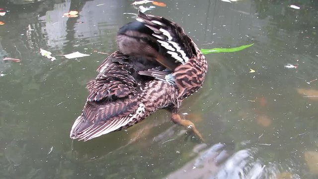 Close up of young female mallard duck, Anas platyrhynchos, floating on a clear water pond preening pin feathers under wing. Hand held HD video.