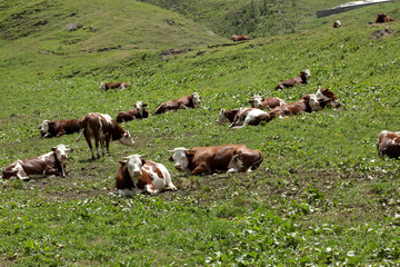 cows rest on a meadow on Italian Alps