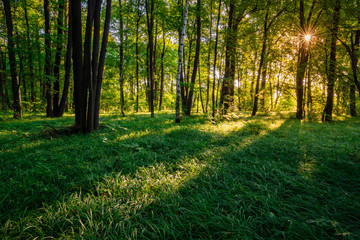 Forest landscape with grass, trees and morning sunlight