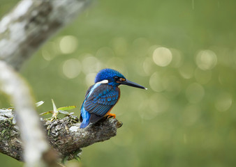 Blue-eared Kingfisher (Alcedo meninting) on a branch tree.