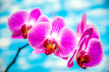 A branch of purple orchids on a blue wooden background 