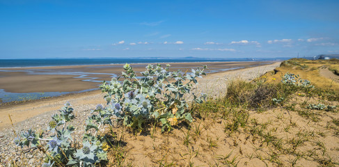 Sea-Holly  Eryngium maritimum