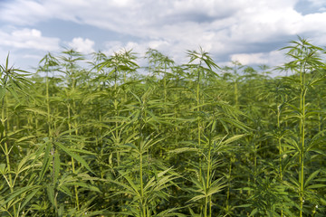 Obraz premium Field of young green medical cannabis.