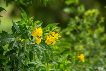 Tecoma stans tree in garden.
