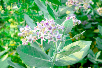 The calotropis flower
