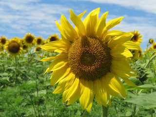 Blooming sunflower in field. Sunflowers in sunny day