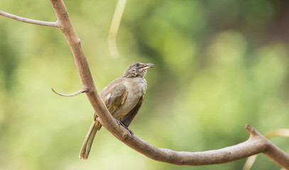  Pycnonotus blanfordi on branch with green background.