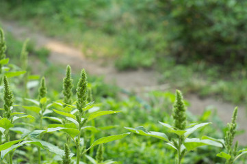 Plants of flowering amaranth