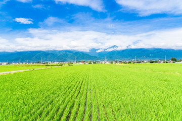 Naklejka premium 夏の信州 安曇野の田園風景