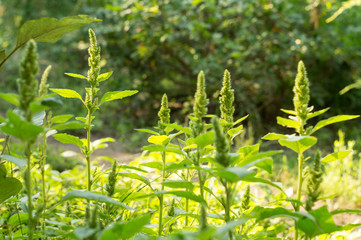 Plants of flowering amaranth
