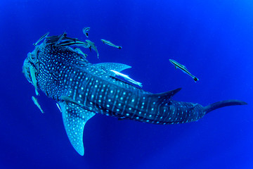 Obraz premium Rekin wielorybi