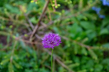 The flower of the perennial herbaceous plant Allium Aflatunense from the family Liliaceae
