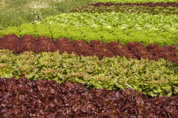 Feld mit verschiedenen Salaten