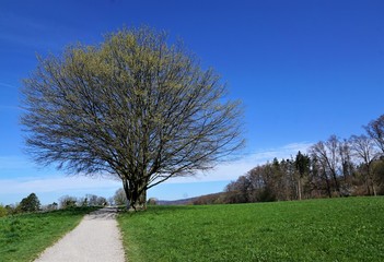 Wiese und Wanderweg in Zollikon im Kanton Zürich in der Schweiz im April 