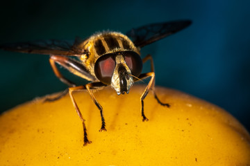 Sumpf Schwebfliege Nahaufnahme