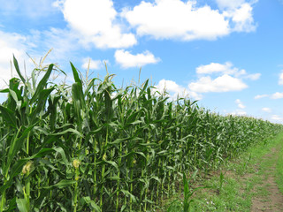 Fototapeta premium Green corn field and blue sky with clouds
