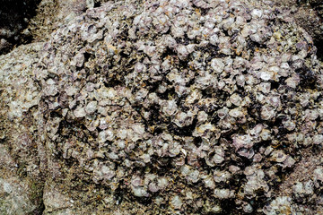 barnacle