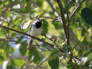 White wagtail