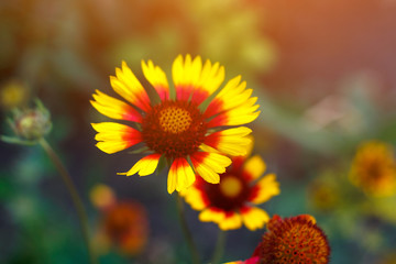 Beautiful bright  flower helenium on blooming green meadow