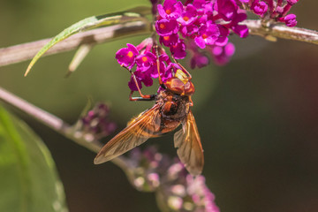 Fototapeta na wymiar Hornissen Schwebfliege an Blüte