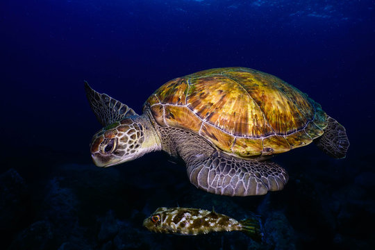 tortuga verde y tamboril en el azul