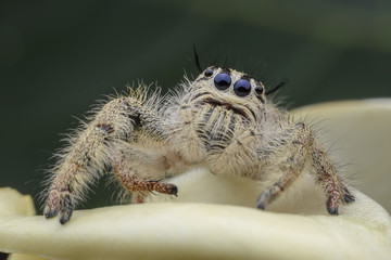 Super macro female Hyllus diardi or Jumping spider on flower