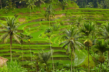 Rice terrace