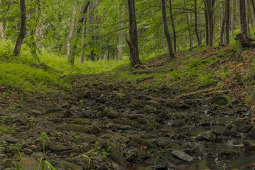 Usovicky creek in summer day near Marianske Lazne town