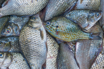 Freshly caught river fish. Crucians and sun perch. Good catch